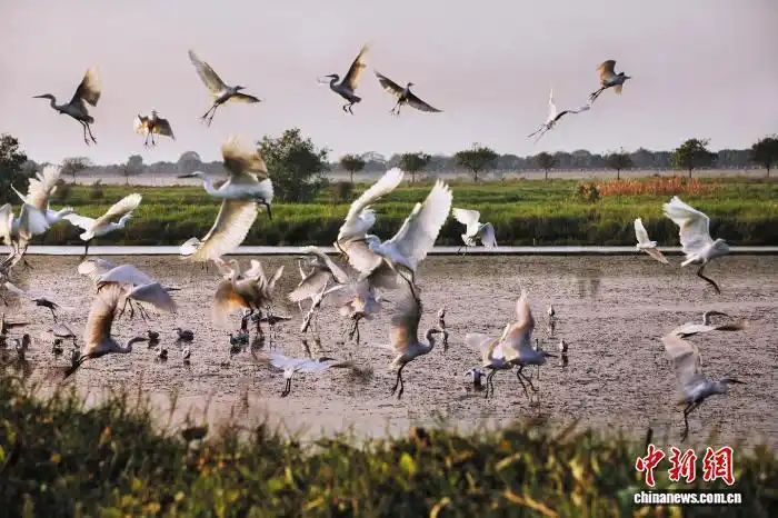 生態(tài)環(huán)境向好 廣東監(jiān)測到越冬水鳥約12.9萬只
